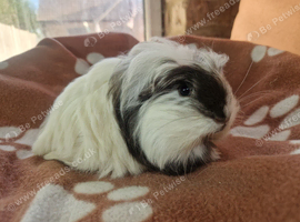 Gorgeous coronet boy guinea pig