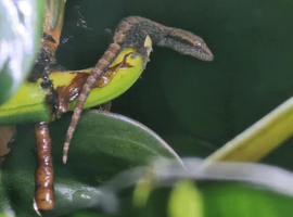 Mourning geckos