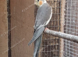 Variety of baby cockatiels ready 31st July