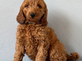 Stunning Cockapoo pup Boy
