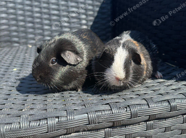 Two beautiful sisters