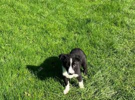 Collie pups 8 weeks old