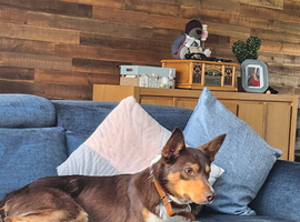 Border collie