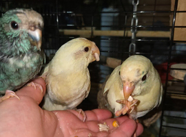 2 cream hand reared kakarikis. Ready weekend of the 27th June.