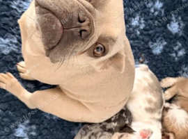 Pup for sale