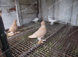 TUBLERS FOR SALE..