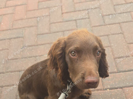 Sprocker