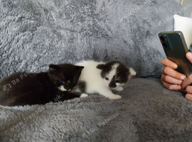 Two Cats  fore sell