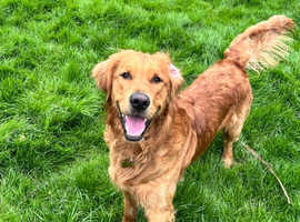 Proven golden retriever fox red KC reg stud available
