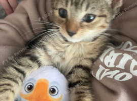 kitten looking for new home