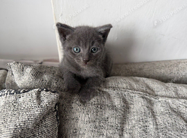 Boy kitten