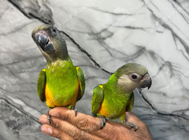 Friendly HandReared Super Tame Senegal Parrot