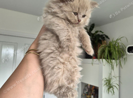 Scottish fold kittens