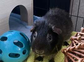 Male Guine Pig 10 months old with food and accessoriesin Rugby