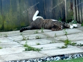 Cats