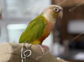 Conure