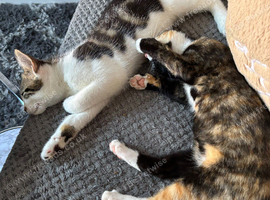 Siblings need a home