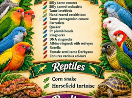 Cheap parrots