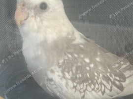 Sweet cockatiel