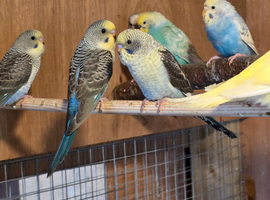 Blackwing budgies