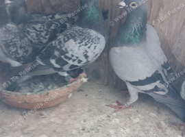 6 stock birds  racing pigeons for sale