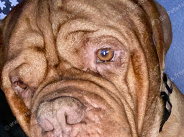 WANTED !! Dogue De Bordeoux  !!