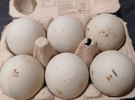 Indian Runner fertile eggs