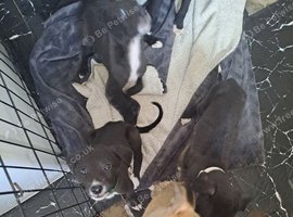 Saluki gray