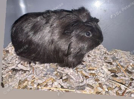 Guinea pigs