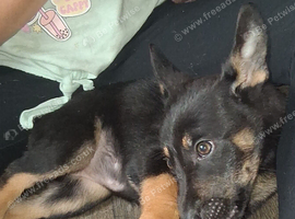 Germany shepherd pups