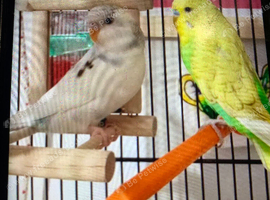 For sale male and female