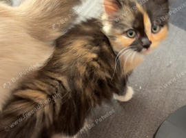 Ragdoll cross kittens ready now