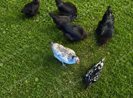 7 chickens looking for new home