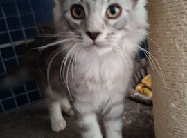 Male kittens ready to leave shortly