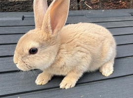 Beautiful Pedigree Standard Rex Bunny Looking for a Loving Home
