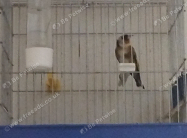 goldfinches for sale