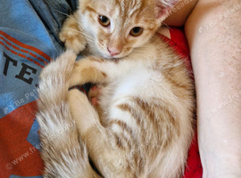 Ginger & white female kitten
