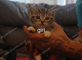 Beautiful cross kittens