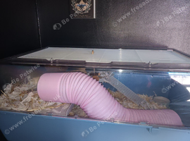 Mice for sale
