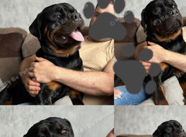 Beautiful 5 year old Rottweiler