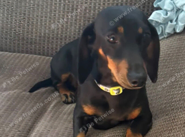 Miniature dachshund