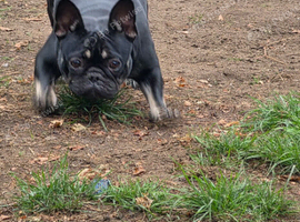 2 girls beautiful healthy French bulldog