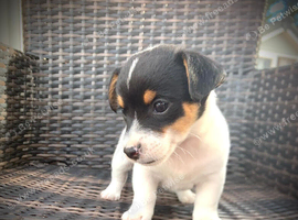 Jack Russell puppy