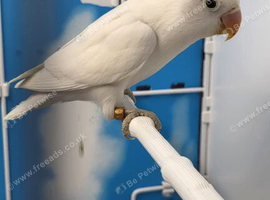 All Male Lovebirds Age 4 to 6 Months