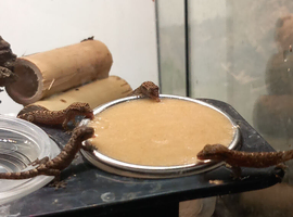 Mourning geckos