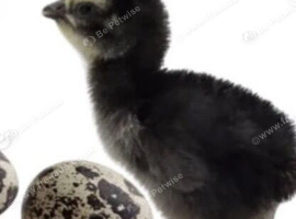 Rare black & pansy coturnix quail chicks for sale