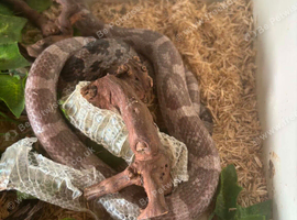 Corn snake