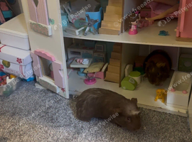 Two guinea pigs with enclosure and accessories