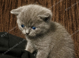 BSH x Persian LAST GIRL