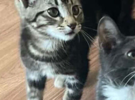 Make kitten 10 weeks part beagle